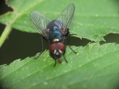 Calliphoridae