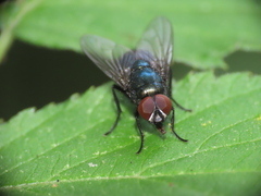 Calliphoridae