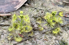 Drosera hookeri