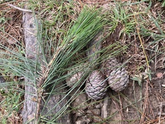 Pinus taiwanensis