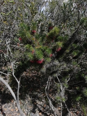 Melaleuca peucophylla