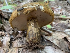 Lactarius sordidus
