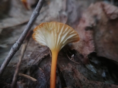 Hygrocybe cantharellus