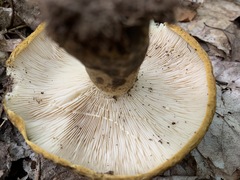 Lactarius sordidus