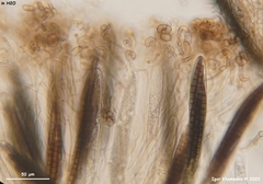 Geoglossum difforme
