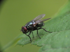 Calliphoridae