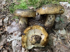 Lactarius sordidus
