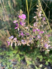 Desmodium canadense