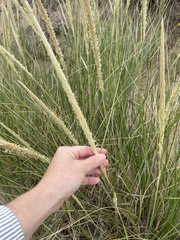 Ammophila breviligulata