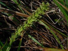 Habenaria repens