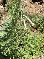 Lithospermum macromeria