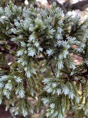 Juniperus squamata
