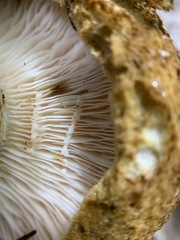 Lactarius sordidus