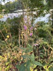 Desmodium canadense