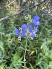 Polemonium occidentale