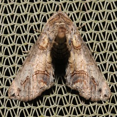 Paectes abrostoloides