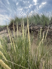 Ammophila breviligulata