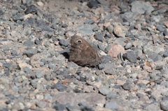 Cercyonis sthenele