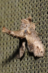 Paectes abrostoloides