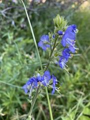 Polemonium occidentale