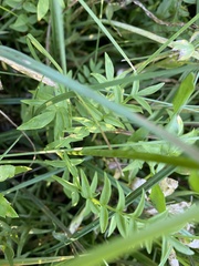 Polemonium occidentale