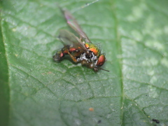 Condylostylus caudatus