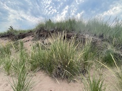 Ammophila breviligulata