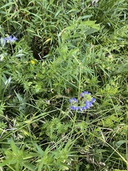 Polemonium occidentale