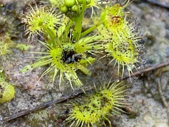 Drosera hookeri