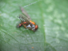 Condylostylus caudatus