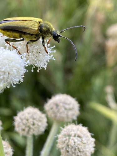 iNaturalist observation photo of Yellow Velvet Beetle