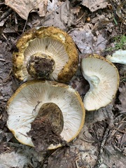 Lactarius sordidus