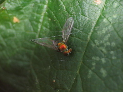 Condylostylus caudatus