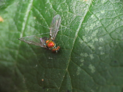 Condylostylus caudatus