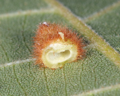 Caryomyia hirtiglobus
