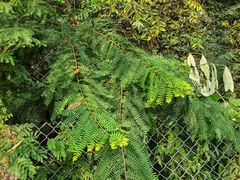 Phyllanthus emblica