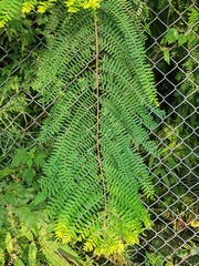 Phyllanthus emblica