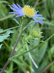 Symphyotrichum bracteolatum