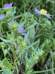 Symphyotrichum bracteolatum