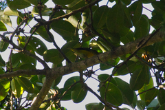 Euphonia hirundinacea