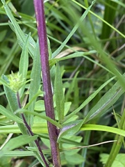 Symphyotrichum bracteolatum