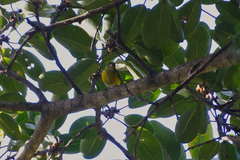 Euphonia hirundinacea
