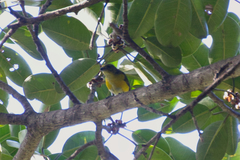 Euphonia hirundinacea