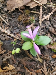 Polygaloides paucifolia