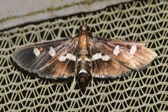 Desmia