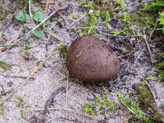 Scleroderma arenicola