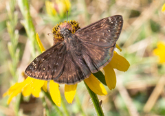 Erynnis horatius