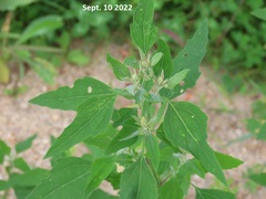 Chenopodium