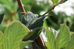 Schistocerca americana