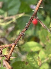 Rosa acicularis